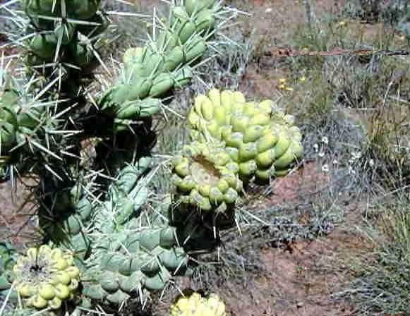 Cylindropuntia_whipplei